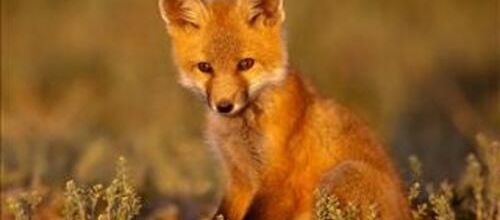 Les renards dans la prairie