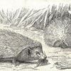 Les hérissons