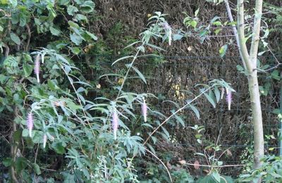 Rostrinucula Dependens