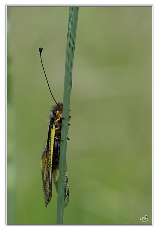 03 - Insectes