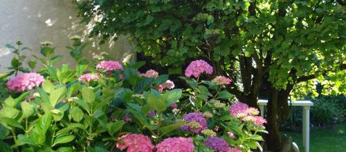 Viburnum obier