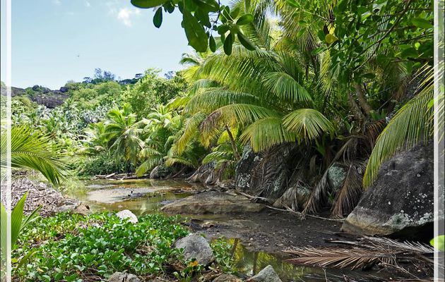 Nous suivons la mangrove d'eau saumâtre et rejoignons le côté mer, vers la plage de notre petit hôtel La Belle Tortue puis celle du grand complexe Hilton Labriz - Ile Silhouette - Seychelles