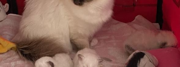 Maman chat prend soin de ses petits