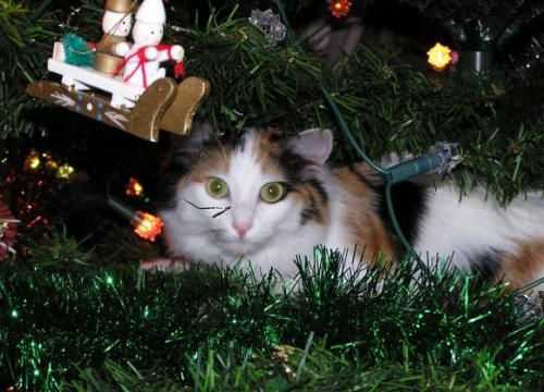 Intermède de Noël