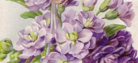 LOGOES ANIMES - VIOLETTES