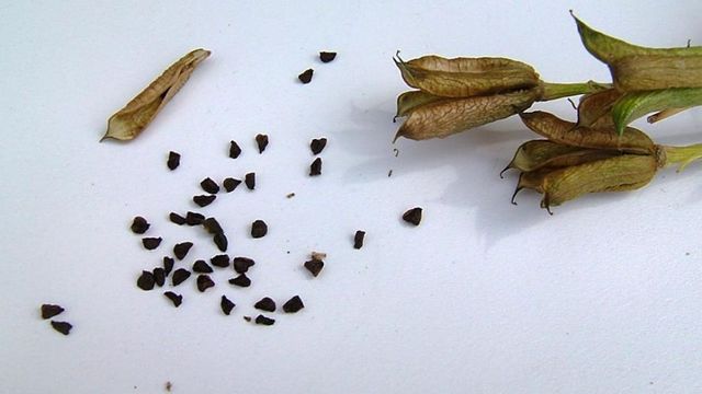 Fraîcheur Retrouvée, Activité du Jardinier Décuplée !