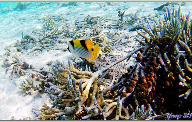 Poisson-papillon indien à deux selles ou faucille (Chaetodon falcula) - Athuruga - Atoll d'Ari - Maldives