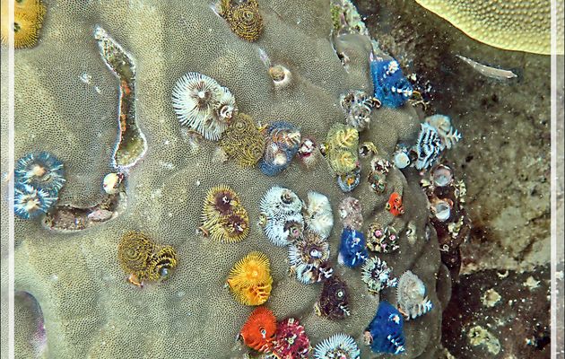 Snorkeling à Triton Bay : toujours des coraux, des Spirobranches multicolores (arbres de Noël), des Demoiselles et un très discret Crabe de porcelaine dans son anémone protectrice - Papua Barat - Papouasie - Indonésie