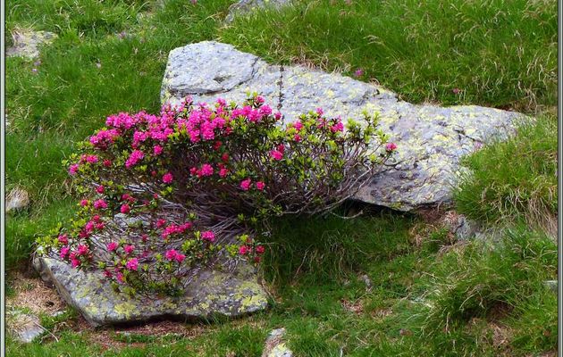 Rhododendron ferrugineux (Rhododendron ferrugineum) - Vallon d'Esquierry - Oô - 31