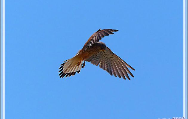 Animation gif : Faucon crécerelle en "vol du Saint-Esprit", Common Kestrel (Falco tinnunculus) - La Couarde-sur-Mer - Ile de Ré - 17