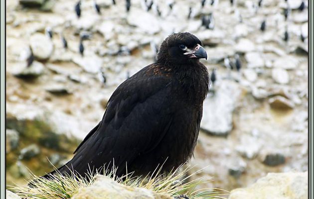 Caracara chimango ((Milvago chimango) - New Island - Falkland Islands, Iles Malouines, Islas Malvinas