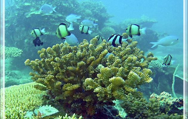 Corail et ses poissons-demoiselles : Demoiselle à trois bandes noires, Demoiselles obscures, Chromis - Spot Sugar Man - Tsarabanjina - Mitsio - Madagascar