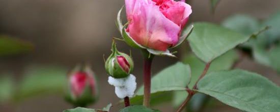 Rosier 'James Galway'
