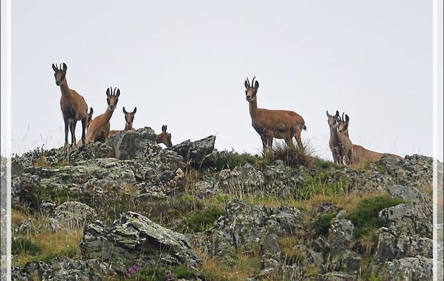 Isards (Rupicapra pyrenaica) très curieux - Artigue - 31