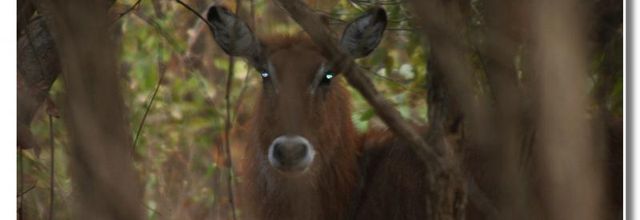 FAUNE SENEGALAISE   FIN 