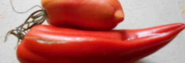 L'Andenhorn ou tomate Andine cornue