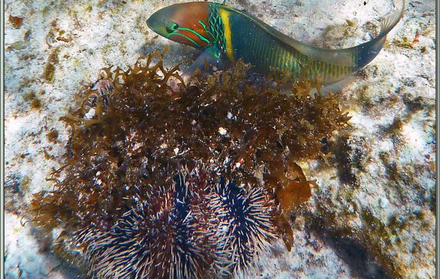 Girelle-paon à épaules jaunes ou Labre à barre dorée ou Kakatoi lézard (Thalassoma hebraicum) et Oursin ou Chadron blanc (Tripneustes ventricosus) - Anse Marie-Louise - Mahé - Seychelles