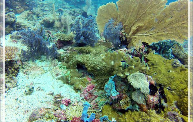Photos sous-marines présentées en vrac - Nosy Tsarabanjina - Archipel des Mitsio - Madagascar