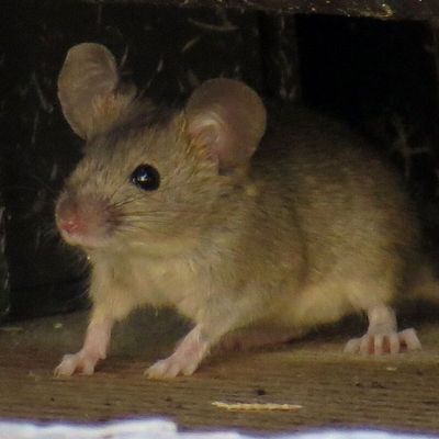 La p'tite souris de Noël