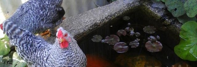 fiers comme un coq