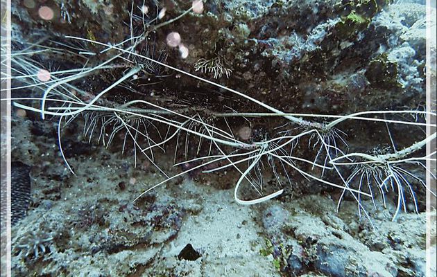 Belle brochette de langoustes (Panulirus versicolor) pour le repas du soir ! - Spot Antsoha (Rocher 4ème Frère) - Tsarabanjina - Mitsio - Madagascar