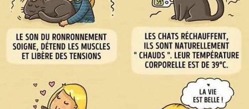 Les chats nous soignent 