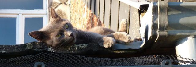 Giordano un chat sur le toit