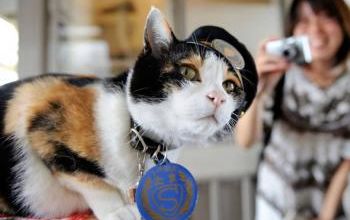 La petite chatte Tama n'est plus