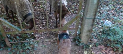 Woopy et les moutons...une grande histoire d´amour
