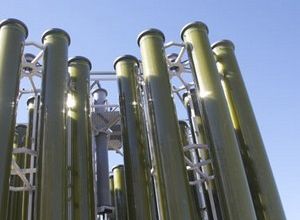 De l'énergie avec des algues ?