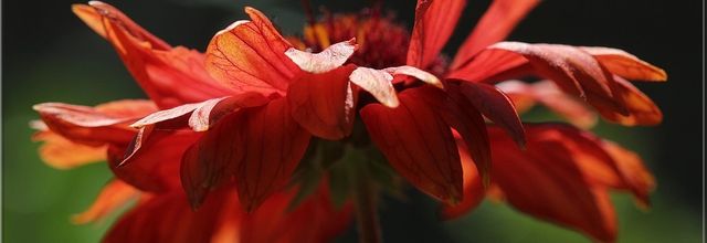 Photo de l'été 5 - gaillardement flamenco !