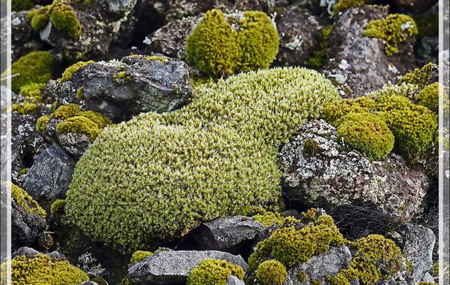 Mousses, fougères et lichens colonisent les pierres volcaniques - Edinburgh of the Seven Seas - Tristan da Cunha