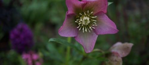 l'hellébore dans tous ses états