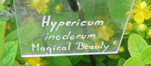 des fleurs -d'Hypéricum