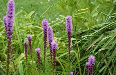 Une fleur pour un jardin "à plumes" ...