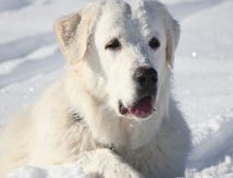 Chiennes des Neiges