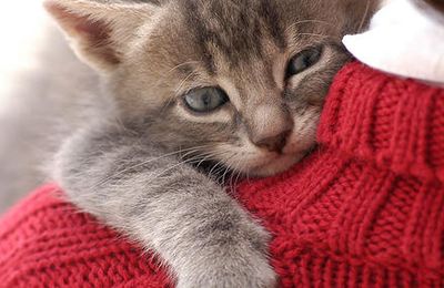 La mission du chat