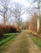 Randonnée en forêt de Ferrières (77)