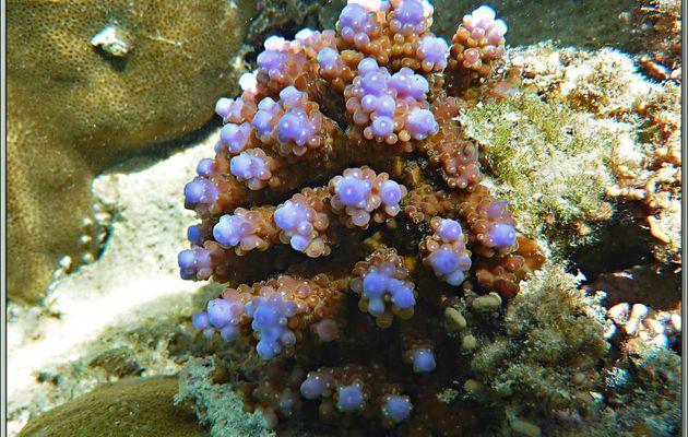 Corail acropore digité "à diodes électroluminecentes DELs" - Anse de Port Launay - Mahé - Seychelles