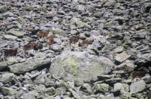 Mouflon