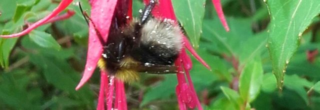 Fuchsias 