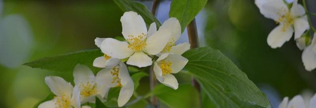 Rambouillet : Seringat, Jasmin des Poètes 