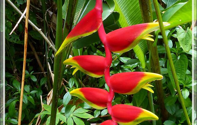 Héliconia rostré, Pince de homard (Heliconia rostrata) - Huahine - Polynésie française