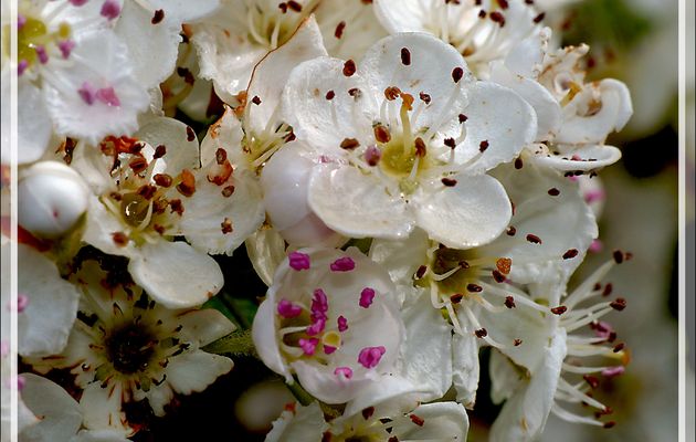 Aubépine monogyne ou Épine blanche (Crataegus monogyna) - Boulogne-sur-Gesse - 31
