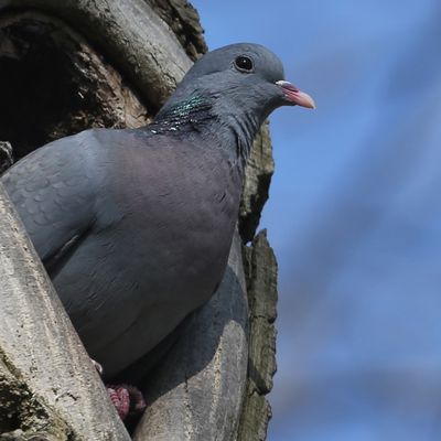 Le Pigeon Migrateur