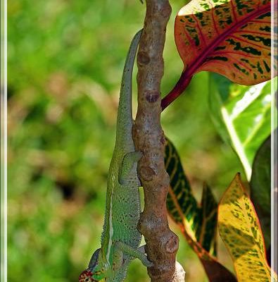 Caméléon panthère mâle, Panther chameleon (Furcifer pardalis) - Nosy Be - Madagascar