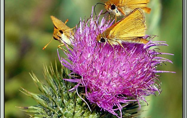 Papillons Hespérie de la houlque (Thymelicus sylvestris) - La Couarde-sur-Mer - Ile de Ré - 17