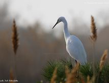 Aigrette garzette
