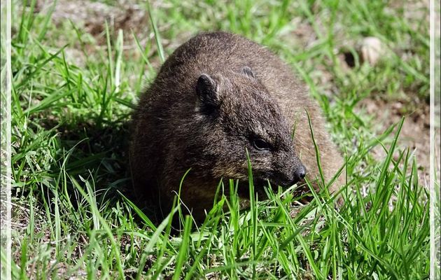 Daman des rochers, Daman du Cap, Rock rabbit, Cape hyrax, Dassie (Procavia capensis) - Camps Bay - Cape Town - Afrique du Sud