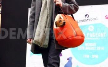 mode fashion dog london